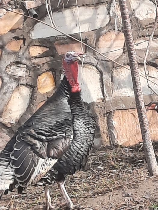 Эркак курка сотилади