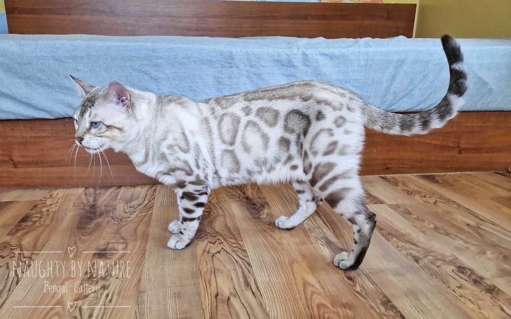 Сребърни и снежни бенгалски котенца