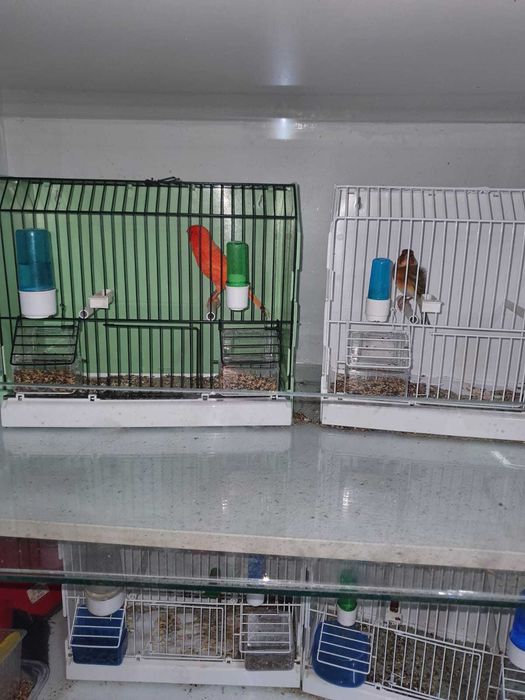 Canari de vanzare si colivii