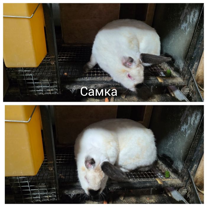 Кролики продаются