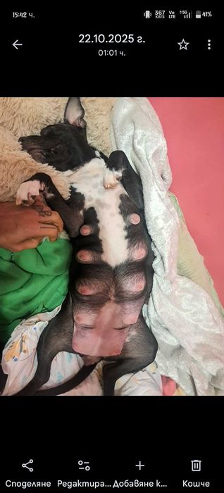 Домашни любимци  - Американски Стаф малки кученца паленца