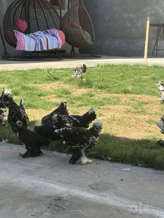 Корес Японча жужалар соглом