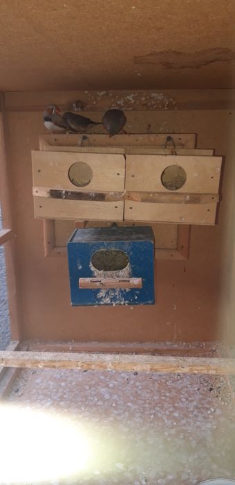 Qushlar bilan Katak sotiladi.