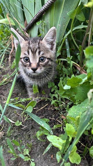 Котятки в добрые руки