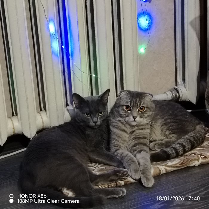 Отдам котят британцев