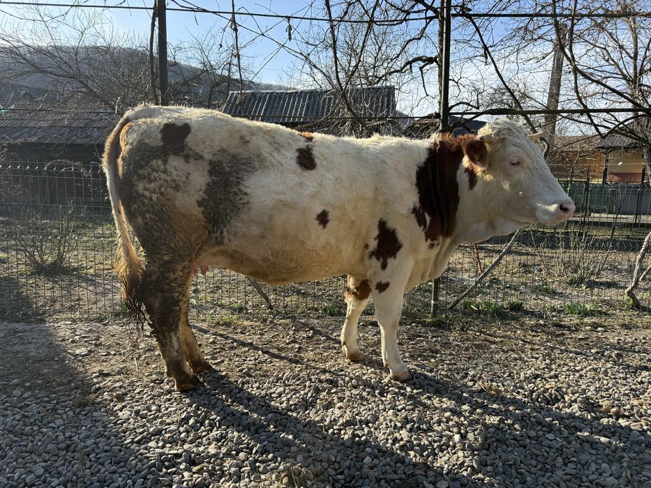 Vand juninca gestanta in luna a-9-a.