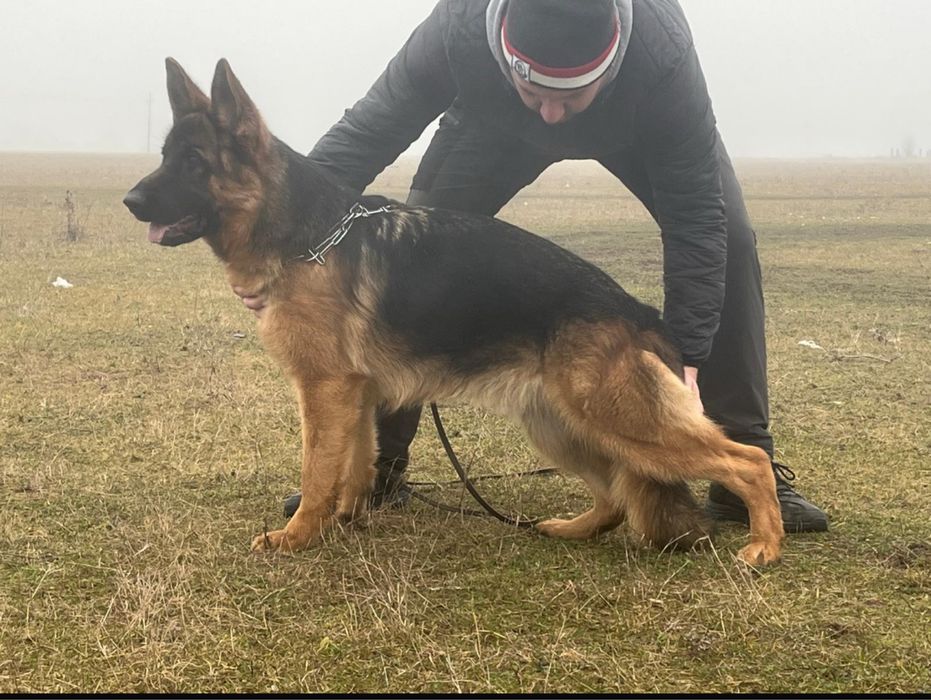 Femela Ciobanesc German