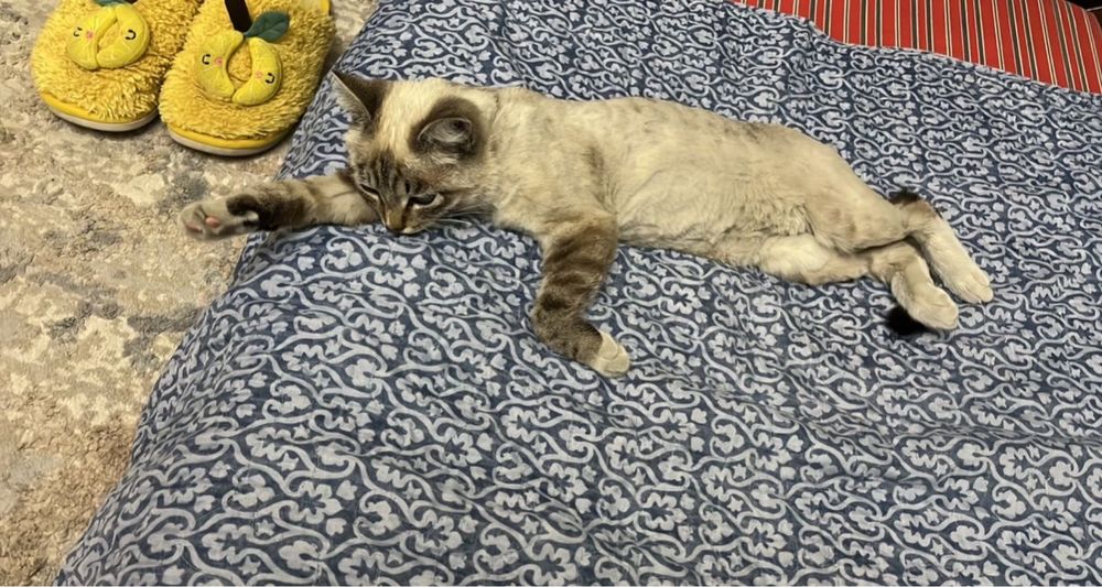 Отдам кота в добрые любящие руки