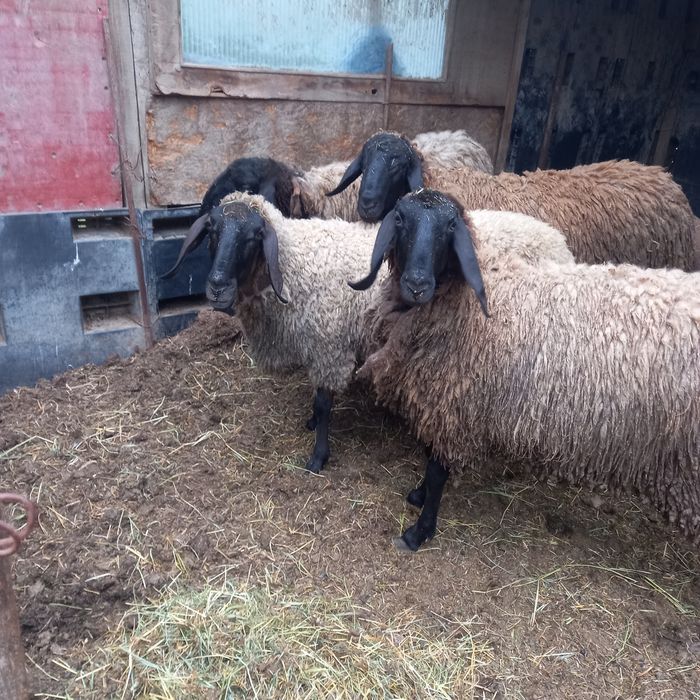 Oii carabașe bulgărești