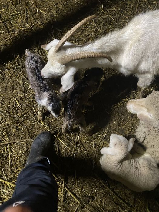 Vand capra metis saanen cu 2 iezi