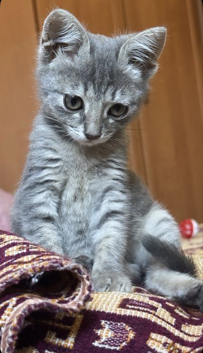 Котеное в добрые руки