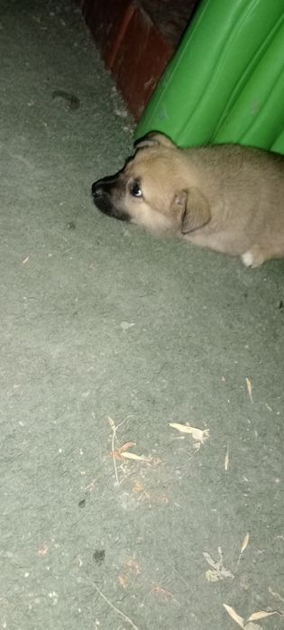 Щенок дворняга отдам даром