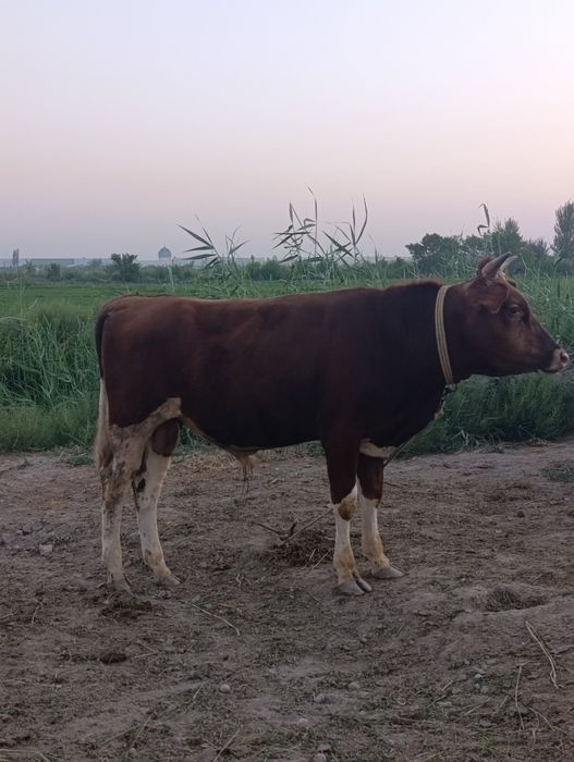 Buqqalar sotiladi