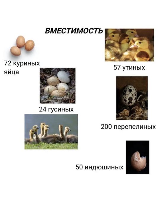 Инкубатор сатылады