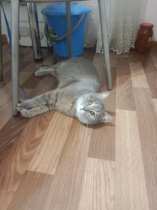 Найдена кошка. .