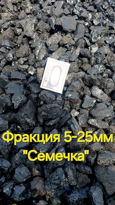 Шубаркуль семечка!