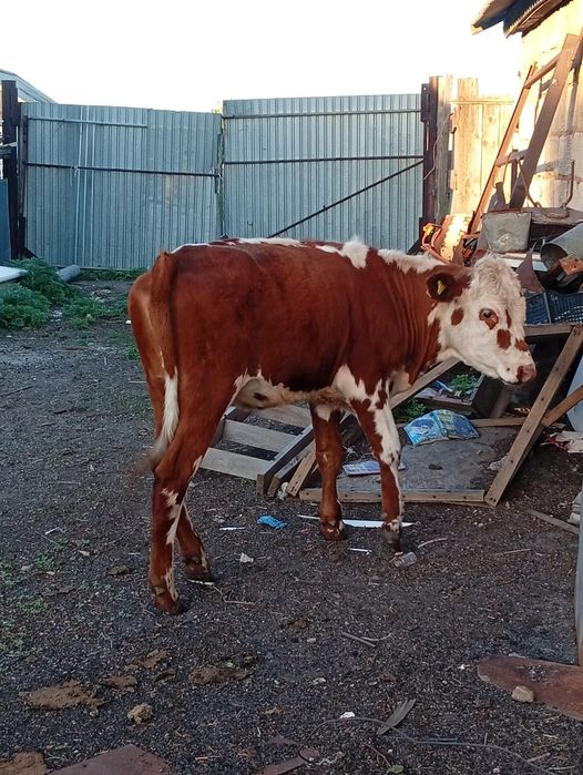 Продам тёлочку 1,5 года