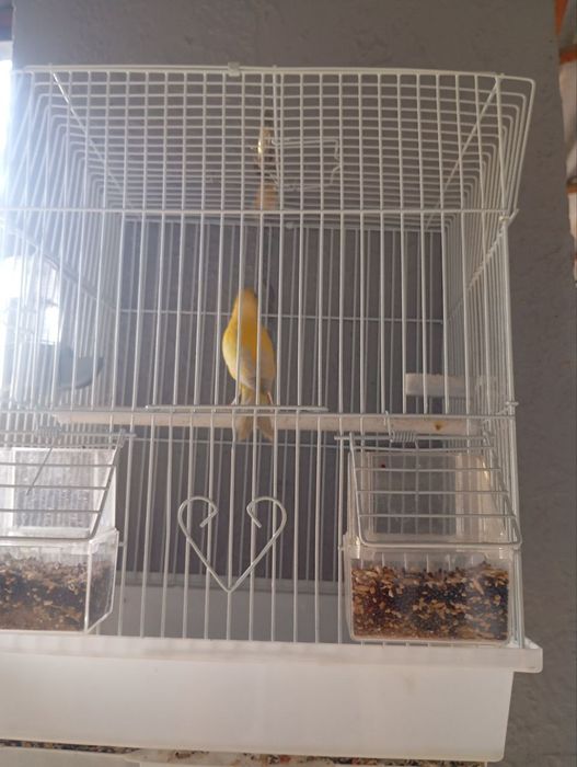 Продается поющая канарейка с клетко й