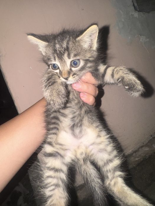 Продам котят срочно