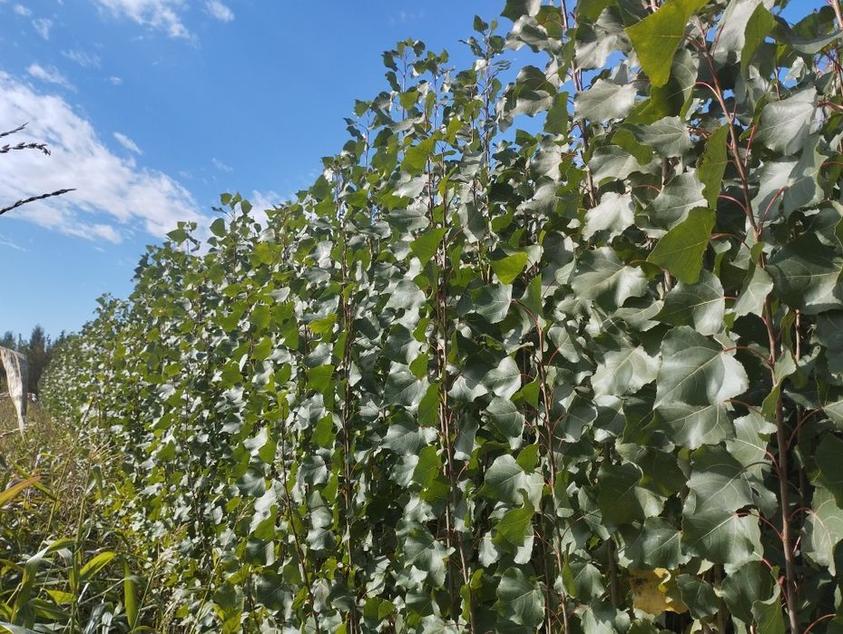 Terak kochat cheklanmagan miqdorda