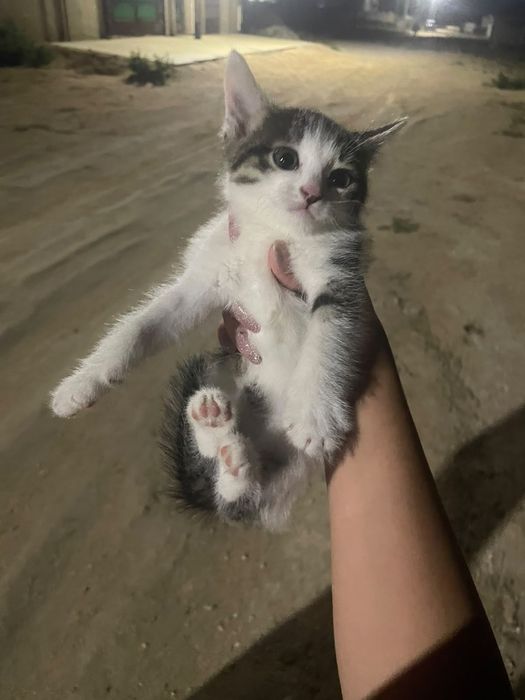 Котёнок ищет дом