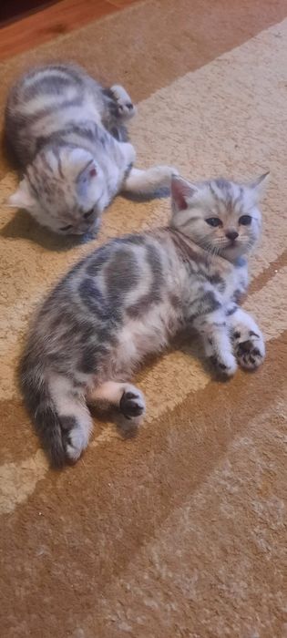 Котята , скотишстрайт