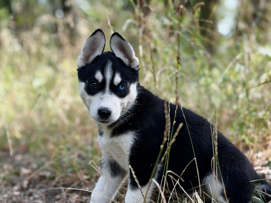 Mascul husky siberian!
