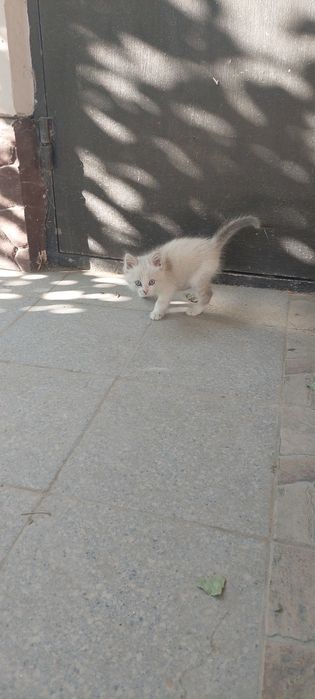 Котенок в добрые руки