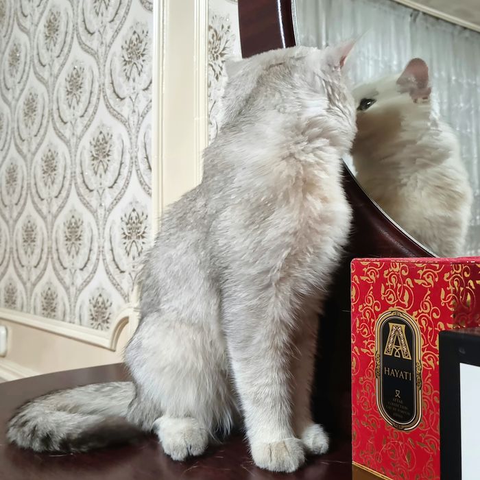 Vyazka!!! Erkak, Toza qonli silver britan shinshilla!!!