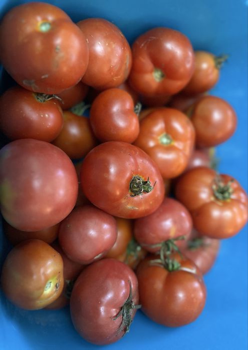 Продам дачные помидоры