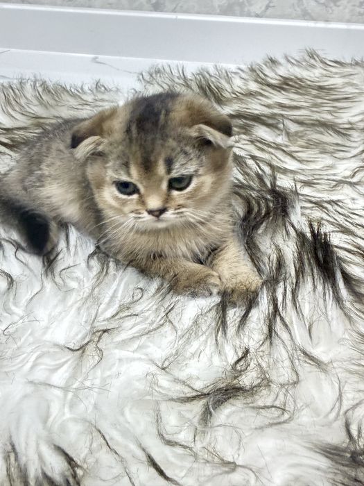 Dikirivinniy shinshilla