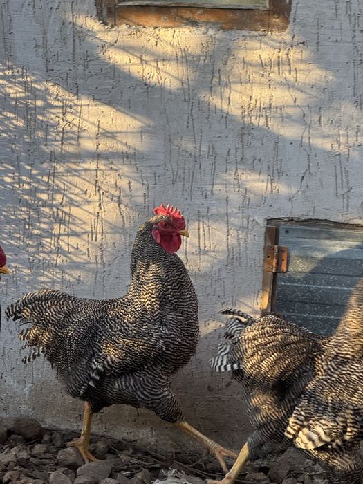 Куры Плимутрок жас қораздар