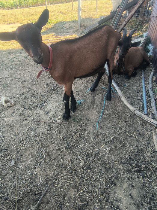 Iezi alpin francez de vânzăre