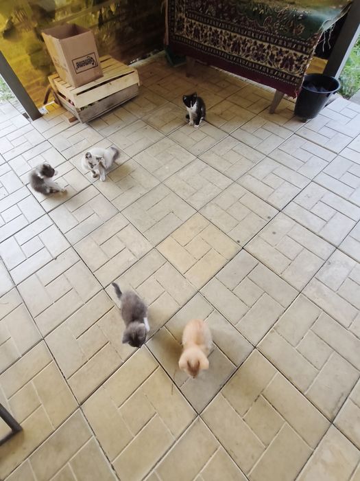 Крысыловы котята полудикие.