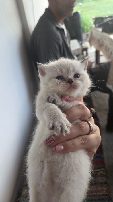 Котки британски късокосмести