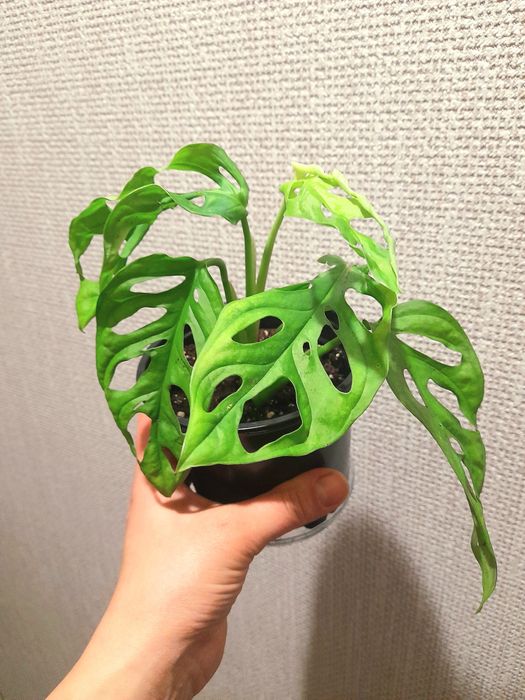 Продам Монстера Манки Адансони