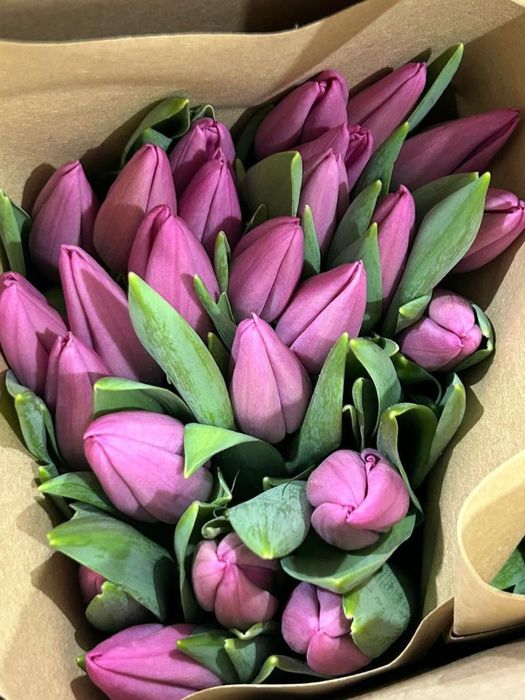 Тюльпаны предзаказы