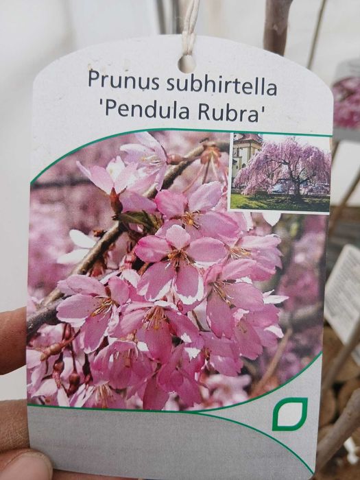 Плачеща японска вишна – Prunus ‘Pendula Rubra’