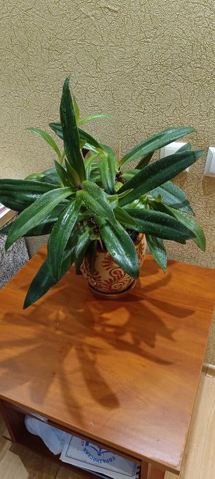 Продам цветок с горшком