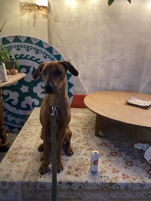 Передержка собак