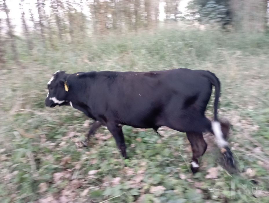 Buqacha sotiladi