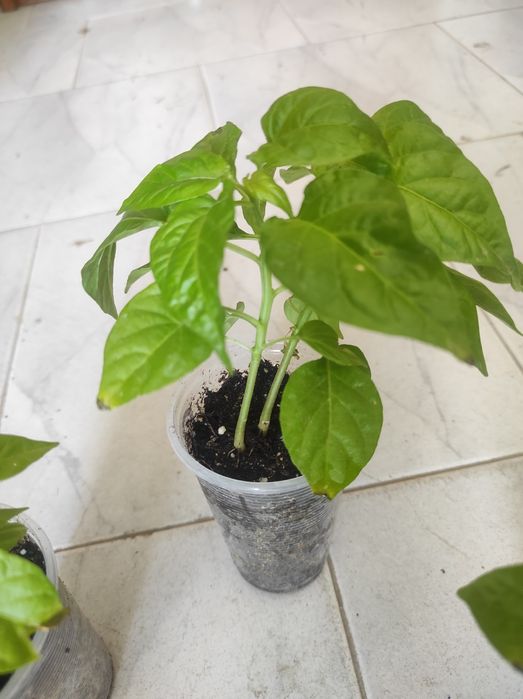 Red habanero ( червено хабанеро),разсад