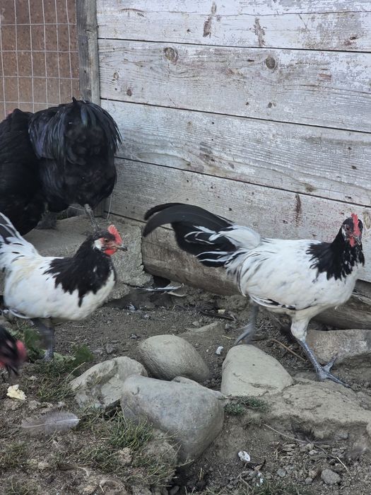 cocosi Australorp,Levenker si bibilici