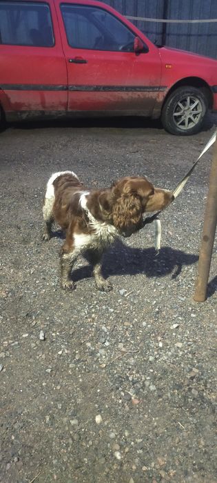 Продам мощного кобеля спанееля