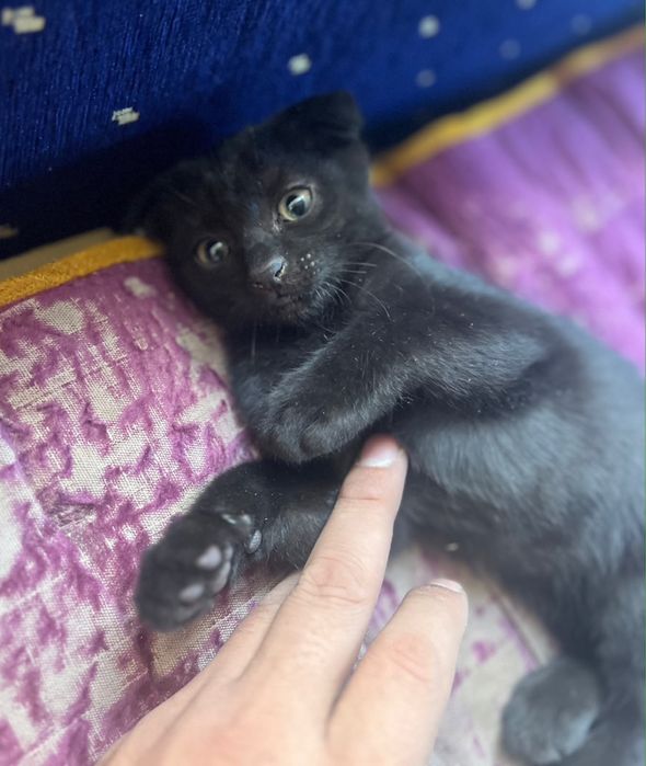 Вислоухий котёнок