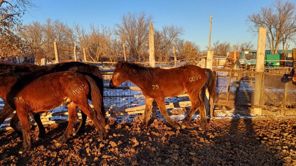 Жабағы сатылымда