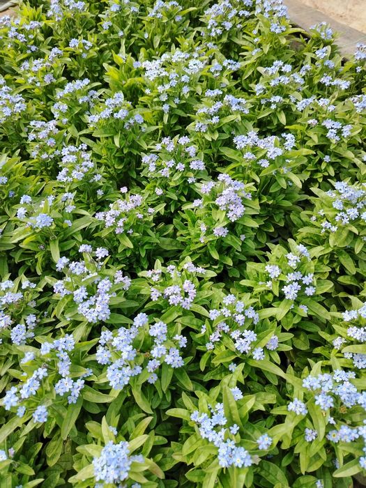 Незабравка- син цвят