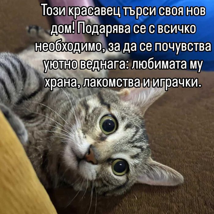 Подарявам малко коте.