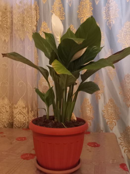 Продаю домашние цветы