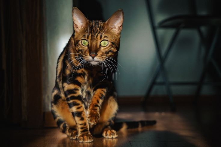 БЕНГАЛЫ- котята! ШИК и Блеск